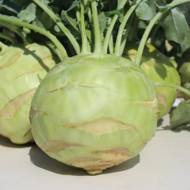 Kohlrabi Gigant (Samen)