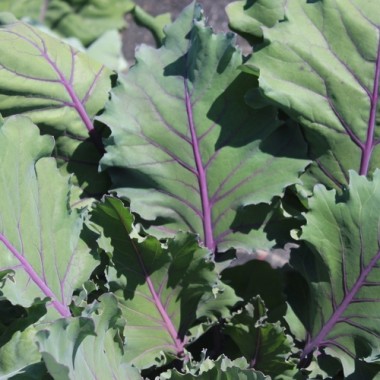 Kohlrabi Vienna Purple (Samen)
