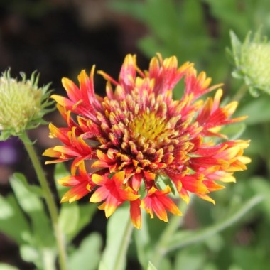 Kokardenblume Lorenziana (Samen)