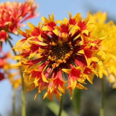 Kokardenblume Lorenziana (Samen)