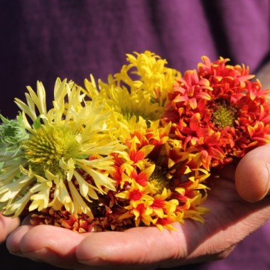 Kokardenblume Lorenziana (Samen)