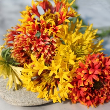 Kokardenblume Lorenziana (Samen)
