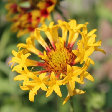 Kokardenblume Lorenziana (Samen)