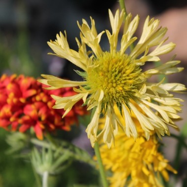 Kokardenblume Lorenziana (Samen)