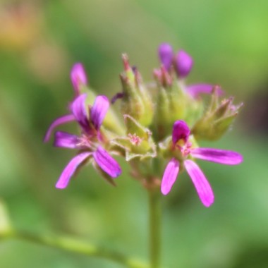 Neu! Kokosduftpelargonie (Samen)