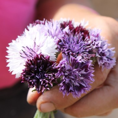 Kornblume Classic Magic (Samen)
