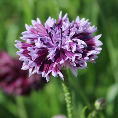 Kornblume Classic Magic (Samen)