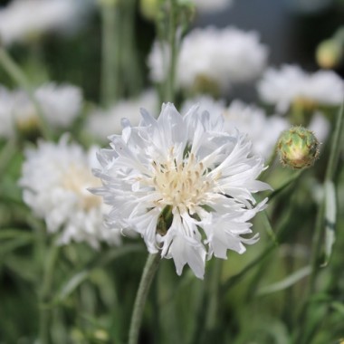 Kornblume weiß (Samen)