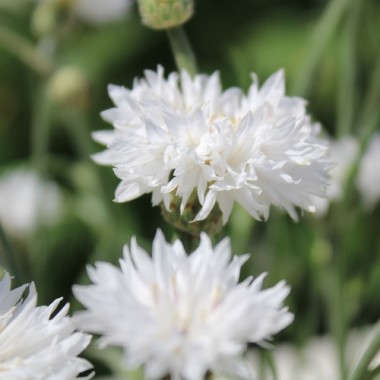 Kornblume weiß (Samen)