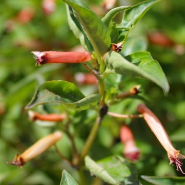 Köcherblümchen rosa (Samen)
