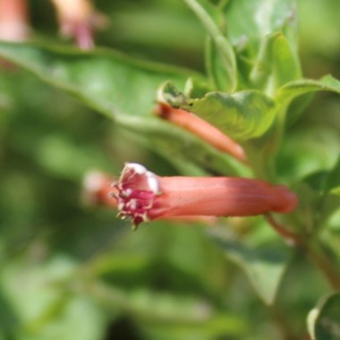 Köcherblümchen rosa (Samen)