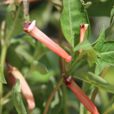 Köcherblümchen rosa (Samen)