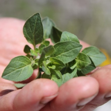 Kretischer Oregano (Samen)