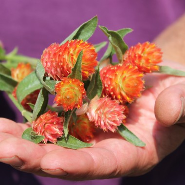 Kugelamaranth Aurantiaca (Samen)