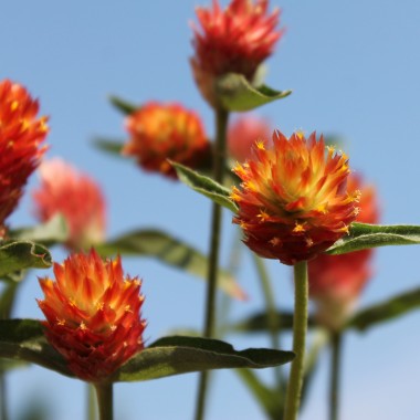 Kugelamaranth Aurantiaca (Samen)