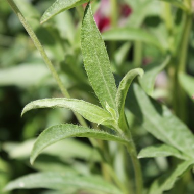 Kugelamaranth Aurantiaca (Samen)