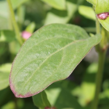 Kugelamaranth Rose (Samen)