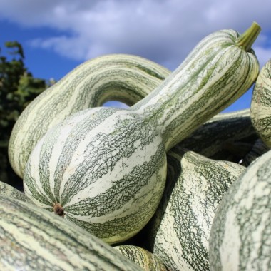 Kürbis Cushaw Green Striped (Samen)