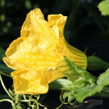 Kürbis Cushaw Green Striped (Samen)