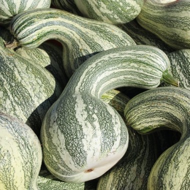 Kürbis Cushaw Green Striped (Samen)