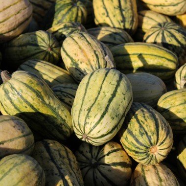 Kürbis Delicata (Buschkürbis) (Samen)