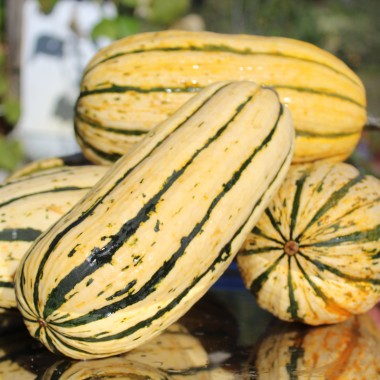 Kürbis Delicata (Buschkürbis) (Samen)