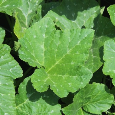Kürbis Guatemalan Green Ayote (Samen)