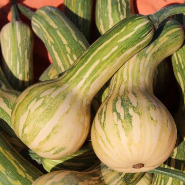 Kürbis Guatemalan Green Ayote (Samen)