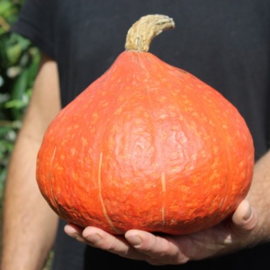 Kürbis Hokkaido orange  (Samen)