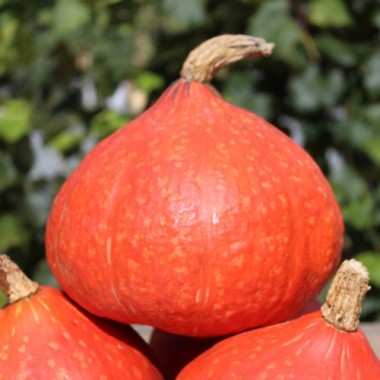 Kürbis Hokkaido orange  (Samen)