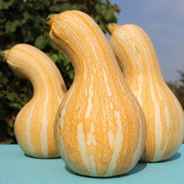 Kürbis Orange Striped Cushaw (Samen)