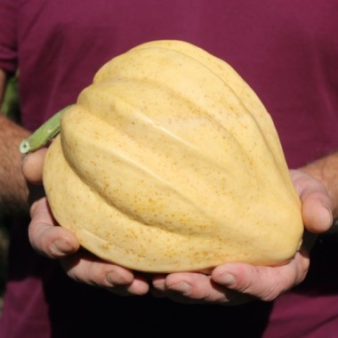 Preview: Kürbis Thelma Sanders Sweet Potato (Buschkürbis) (Samen)