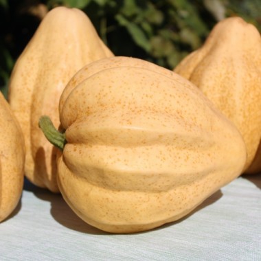 Kürbis Thelma Sanders Sweet Potato (Buschkürbis) (Samen)