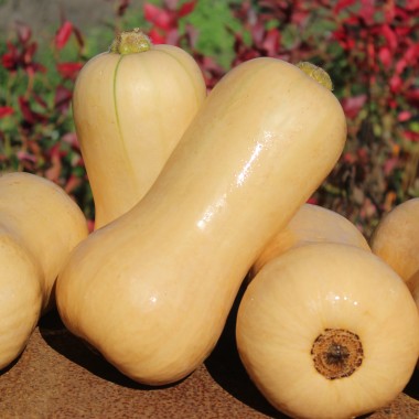 Kürbis Waltham Butternut (Samen)