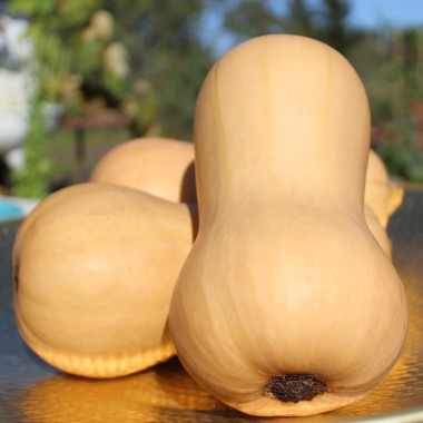 Kürbis Waltham Butternut (Samen)