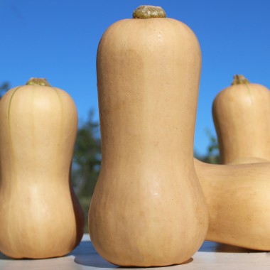 Kürbis Waltham Butternut (Samen)