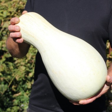 Kürbis White Cushaw (Samen)