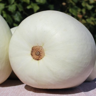 Preview: Kürbis White Cushaw (Samen)