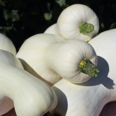 Kürbis White Cushaw (Samen)
