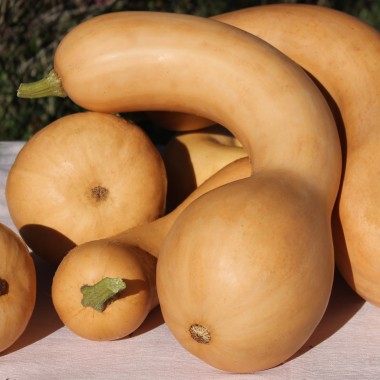 Kürbis Tahiti Melon (Samen)