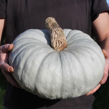 Kürbis Ungarischer Blauer (Samen)
