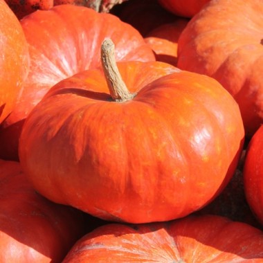 Kürbis Rouge Vif d'Etampes (Samen)