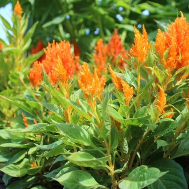 Lagos-Spinat Orange Feather (Samen)