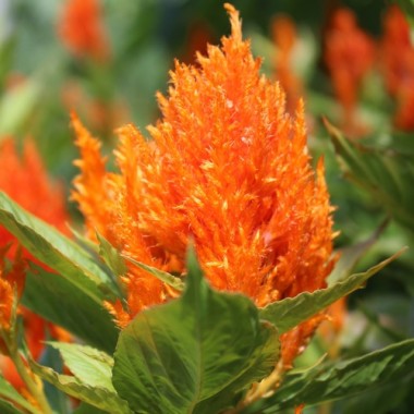 Lagos-Spinat Orange Feather (Samen)
