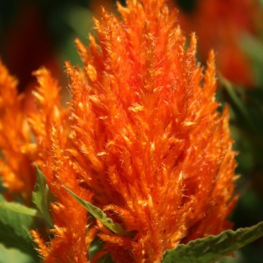 Lagos-Spinat Orange Feather (Samen)
