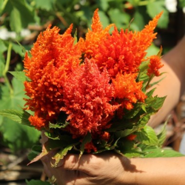 Lagos-Spinat Orange Feather (Samen)