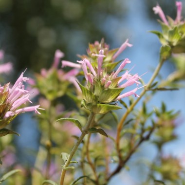 Langblütiger Thymian (Samen)