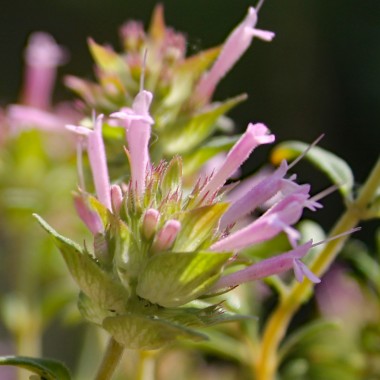 Langblütiger Thymian (Samen)