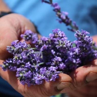 Lavendel echter (Vera) (Samen)