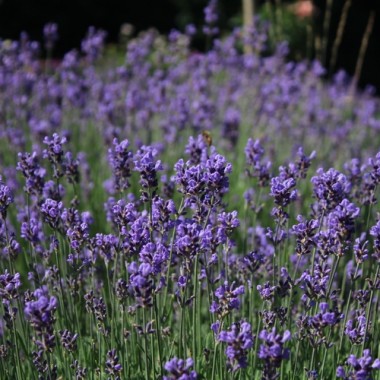 Lavendel Hidcote Blue (Pflanze)